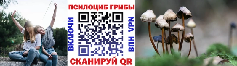 купить  цена  Кыштым  Галлюциногенные грибы Psilocybe 